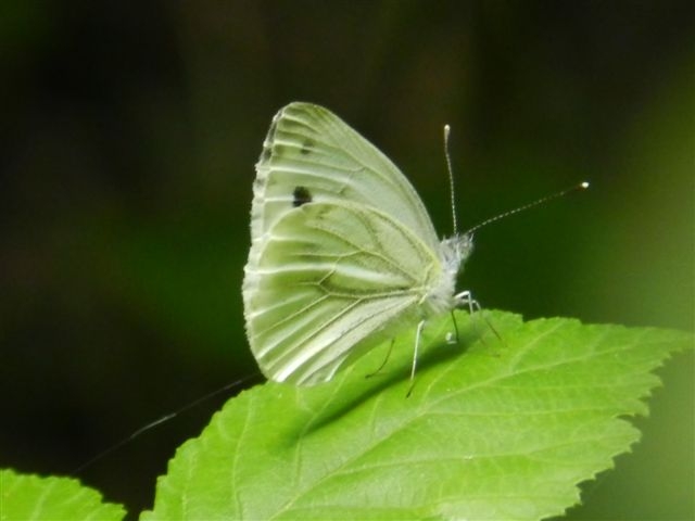 Pieris napi?