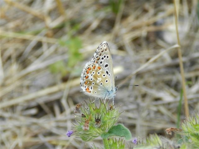 Polyommatus (Lysandra) bellargus ?