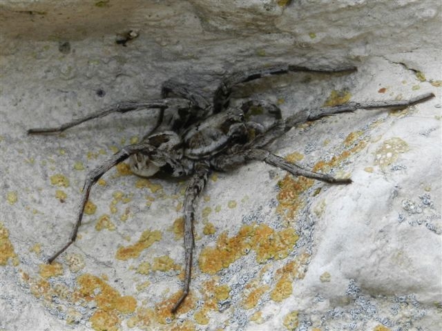 Lycosa sp.