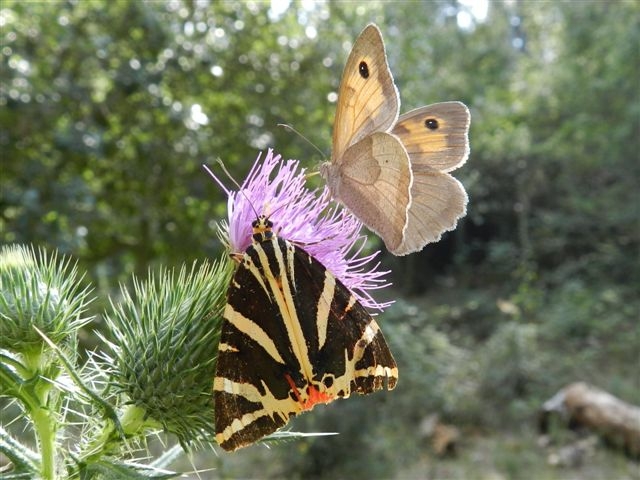 Euplagia quadripunctaria con Maniola jurtina