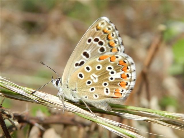 quale polyommatus ?