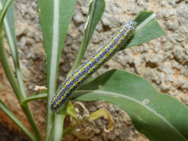 Larva di Pontia edusa?