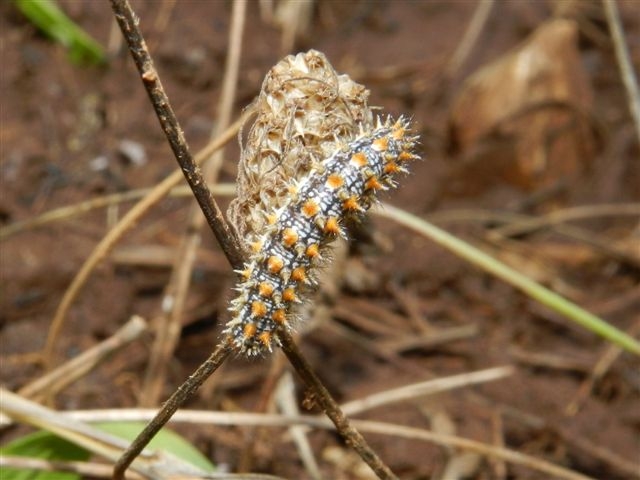 Conferma bruco Melitaea didyma