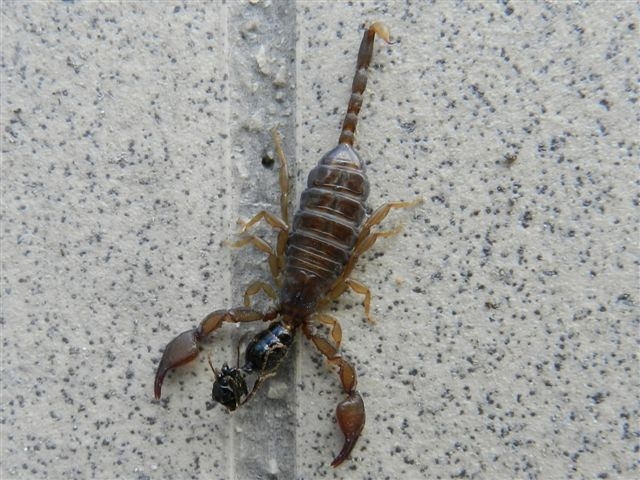 Euscorpius garganicus da Santeramo in Colle (Ba)