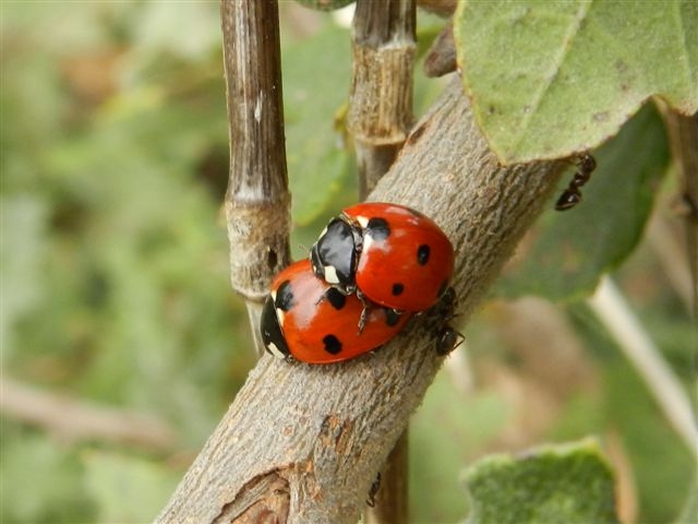 Coccinelle (Coccinella septempunctata) in accoppiamento