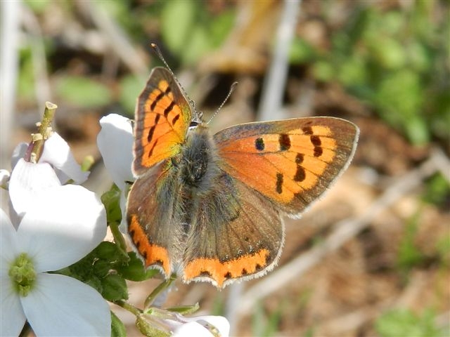 Lycaena phlaeas