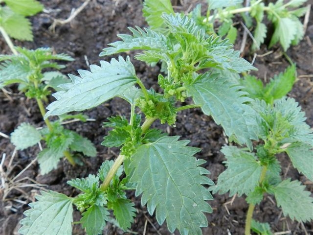 conferma per ortica - Urtica urens