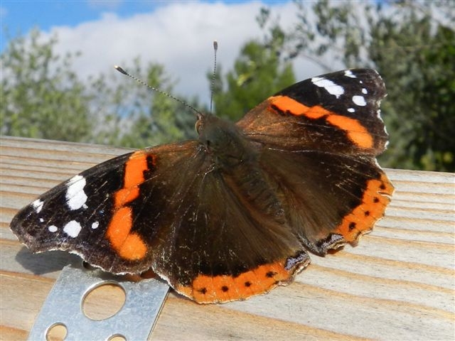 Vanessa atalanta e domanda