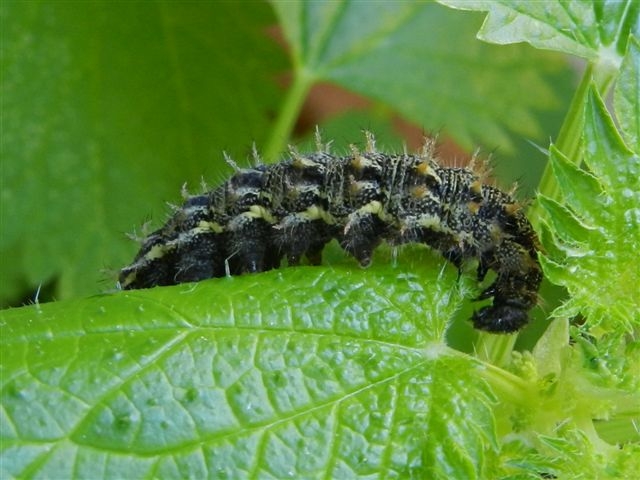 Ancora bruchi di Vanessa atalanta