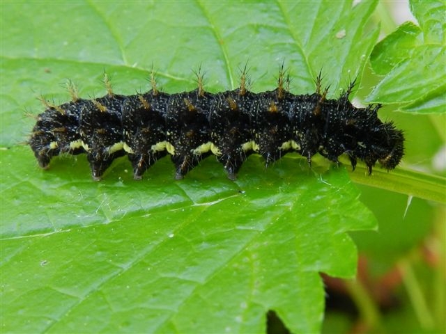 Ancora bruchi di Vanessa atalanta