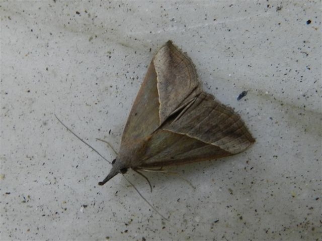 Pyralidae ?  No, Erebidae: Hypena lividalis