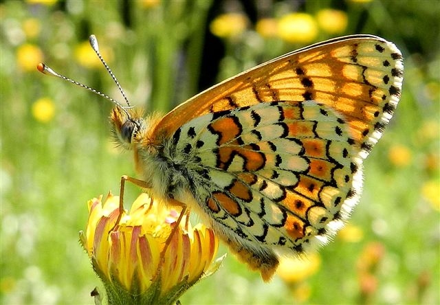 Melitaea cinxia