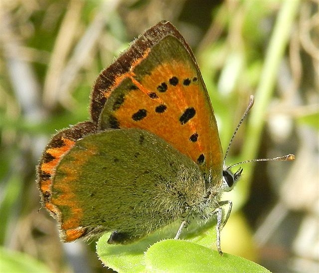 Lycaena phlaeas