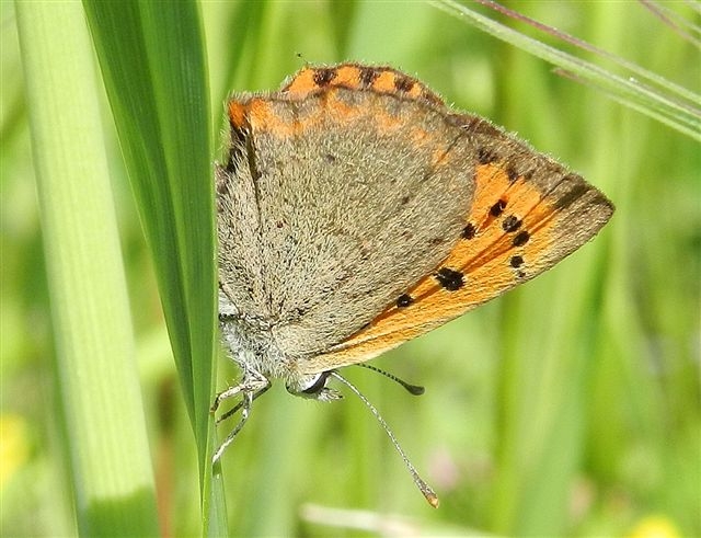 Lycaena phlaeas