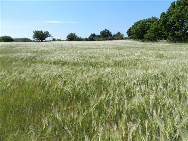 Passeggiata in campagna