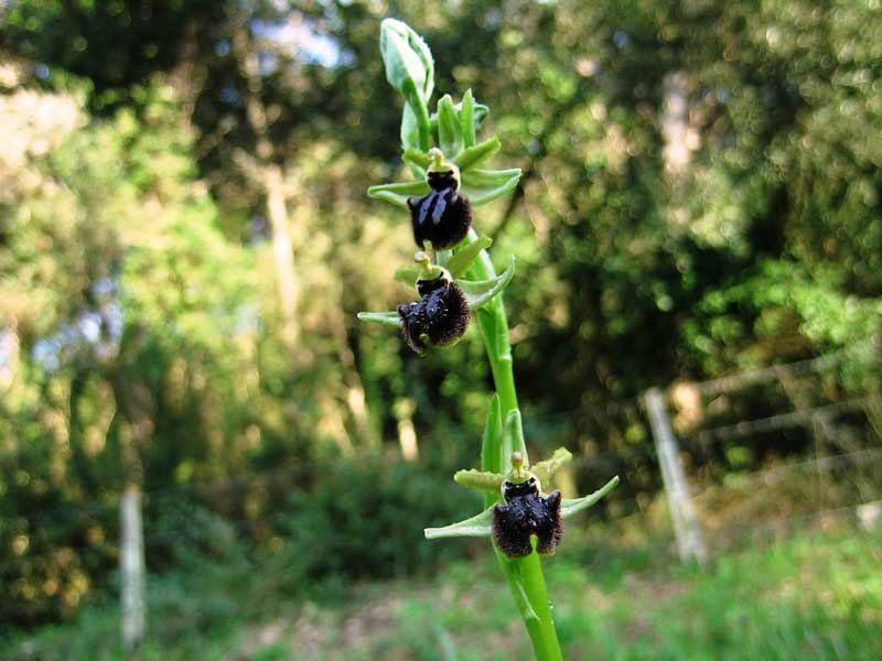 Ophrys sphegodes .................ma.........