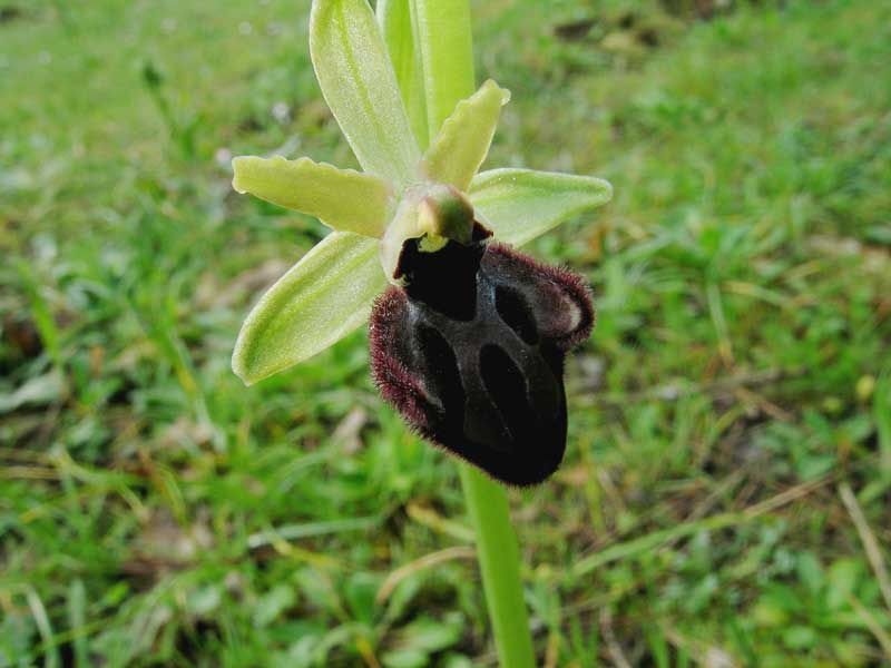 Ophrys sphegodes .................ma.........