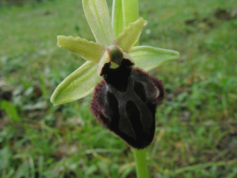 Ophrys sphegodes .................ma.........