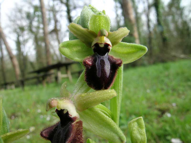 Ophrys sphegodes .................ma.........