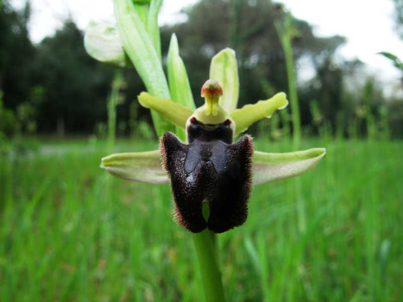 Ophrys sphegodes .................ma.........