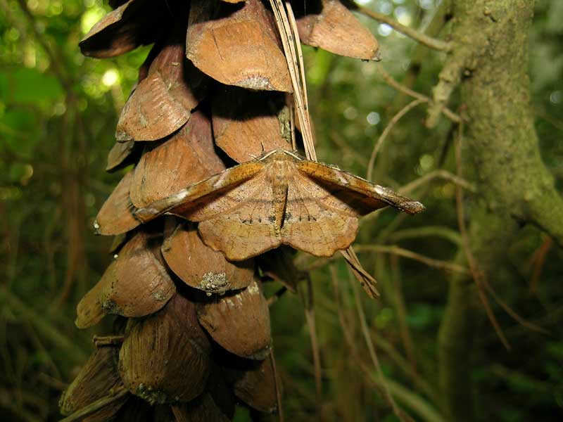 IDENTIFICAZIONE FALENA