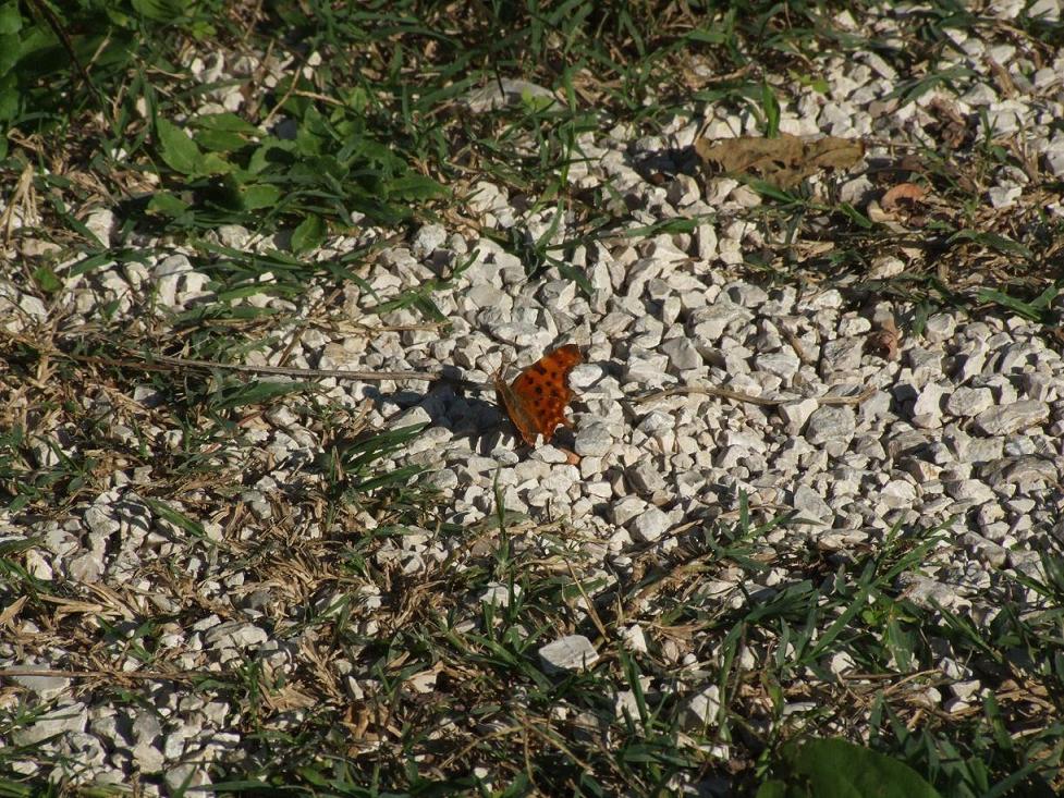 Polygonia c-album