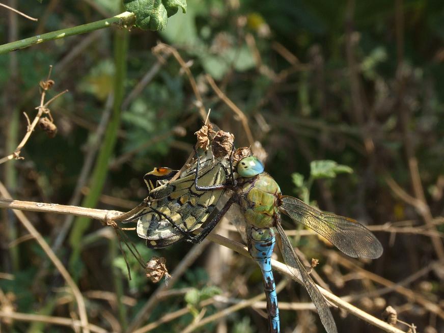 Anax imperator - preda insolita