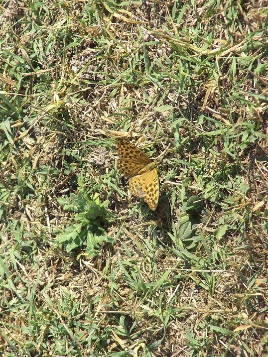 Argynnis