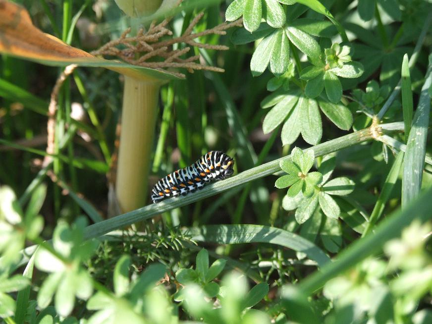 Papilio machaon autunnale