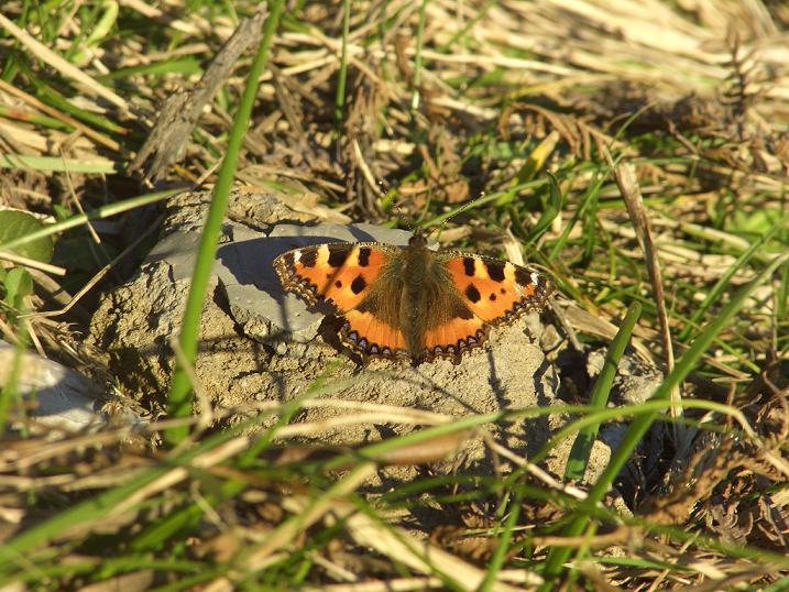 Aglais urticae