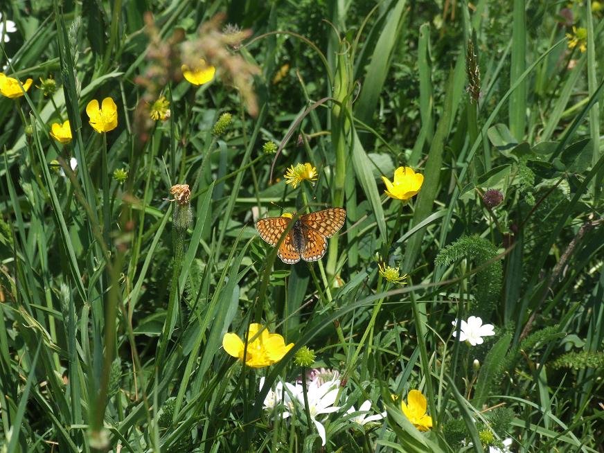 Farfalle dal Monte Subasio