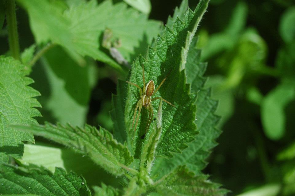 Dolomedes sp e Pisaura sp. da S. Lorenzo Nuovo (VT)