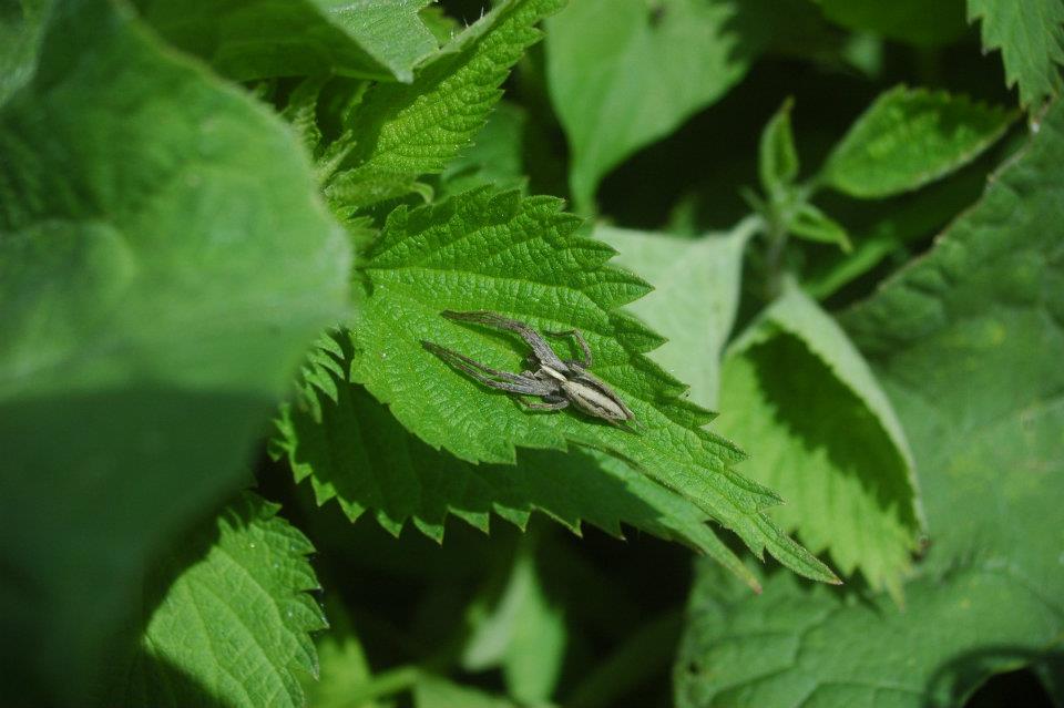 Dolomedes sp e Pisaura sp. da S. Lorenzo Nuovo (VT)