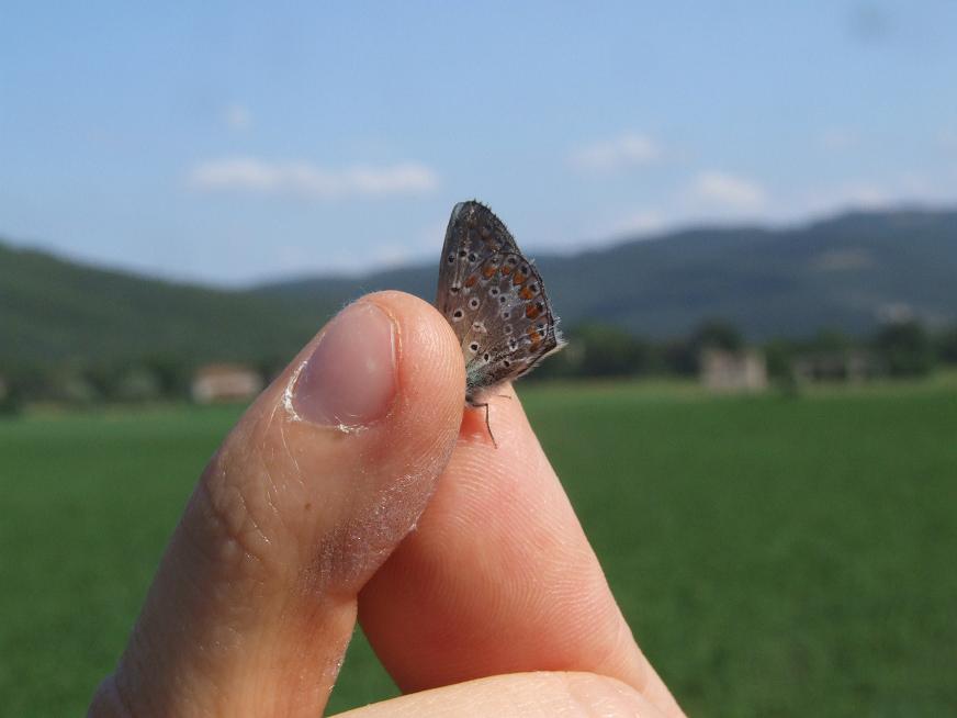 Alcune farfalle nei dintorni di Perugia