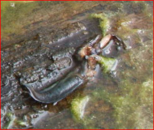 Il Laghetto del Centro di Entomologia - Piombino (LI)