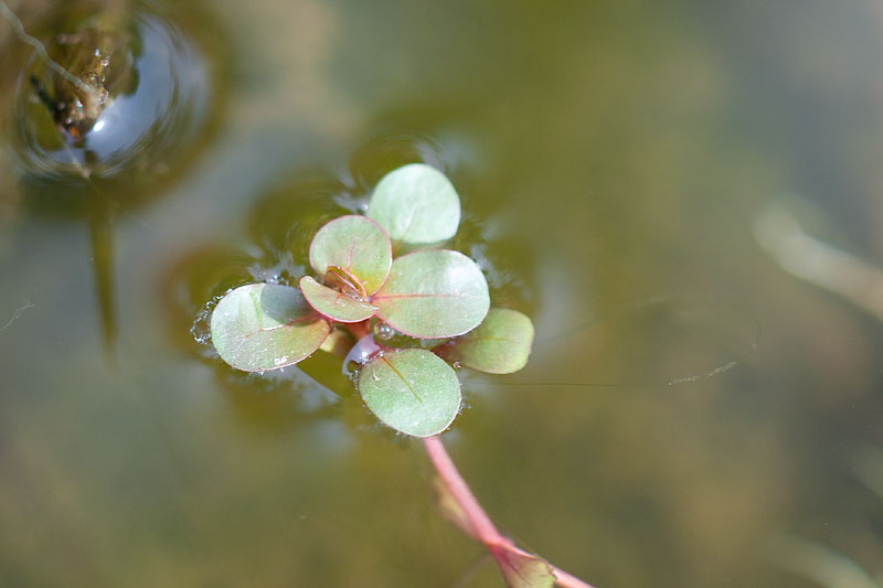 altra pianta acquatica?