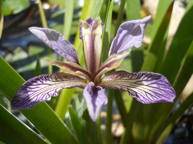 Chamaeiris foetidissima (=Iris foetidissima) / Giaggiolo puzzolente
