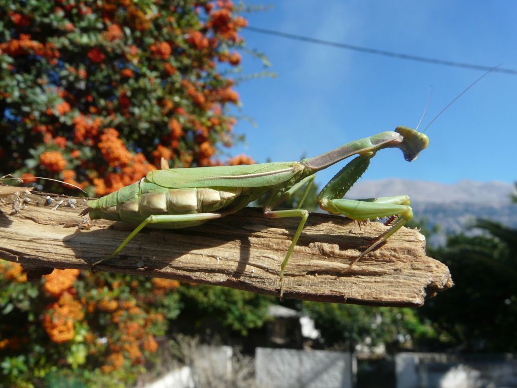 Iris ou Mantis? Iris (Creta)