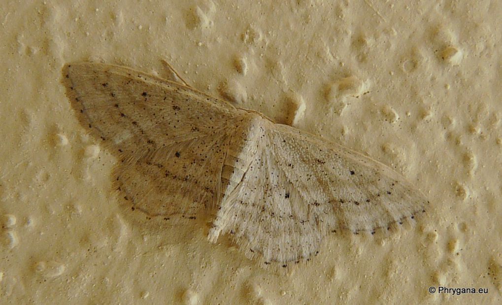 Sterrhinae Idaea elongaria?