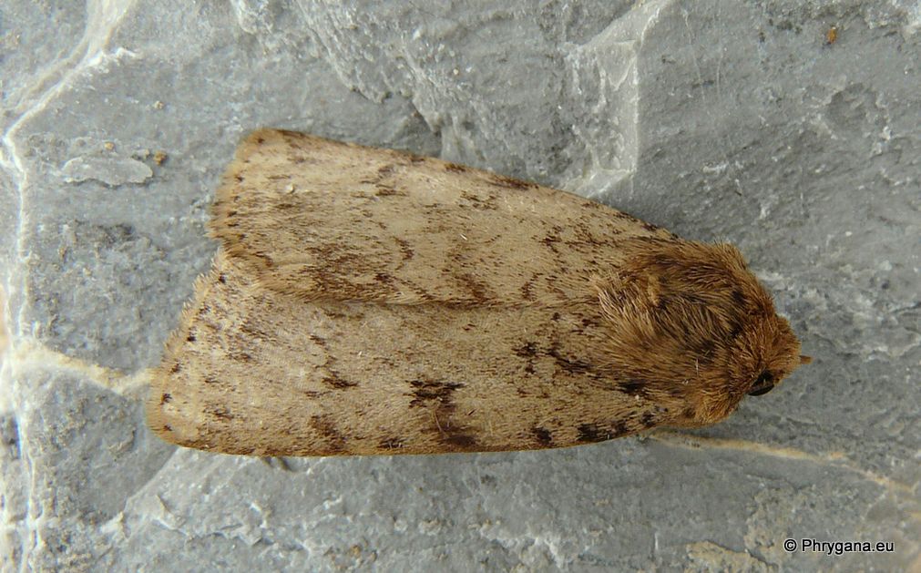 NOCTUIDAE DE CRETE