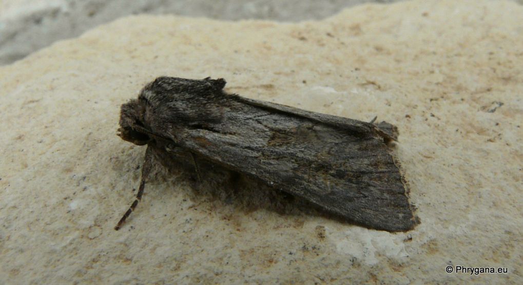 Da Creta noctuidae