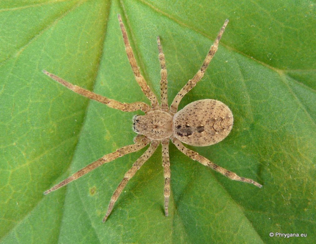 Zoropsis sp.