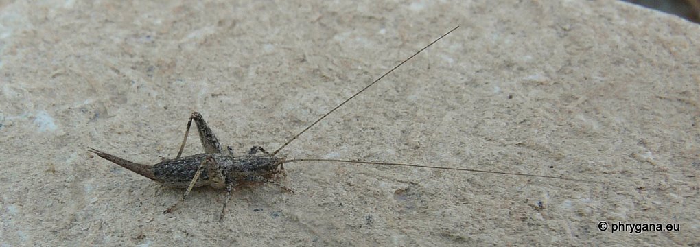 Gryllidae - ninfa di Arachnocephalus vestitus?