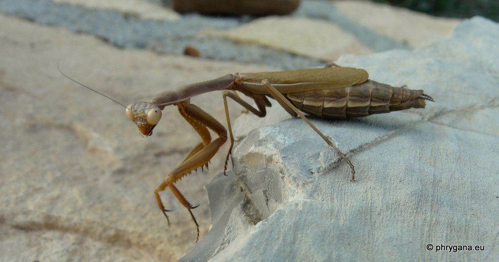 Iris ou Mantis? Iris (Creta)