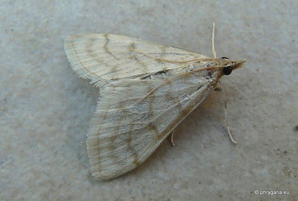 Udea? da Creta  No, Paracorsia repandalis - Crambidae