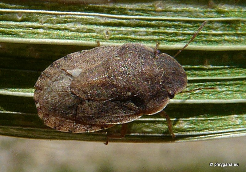 Scutelleridae? No, Pentatomidae: Sciocoris sp.