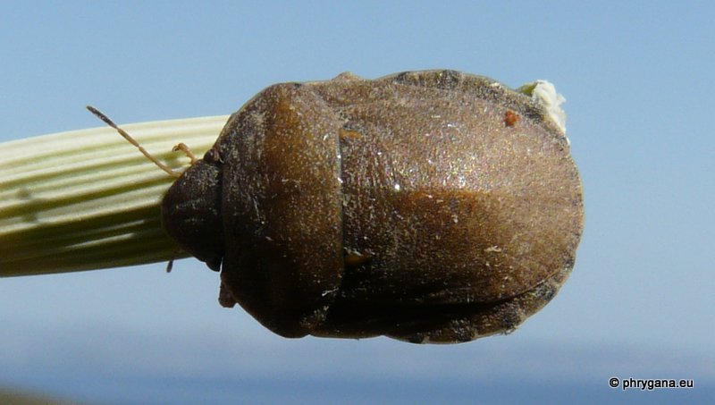 Eurygaster de Creta