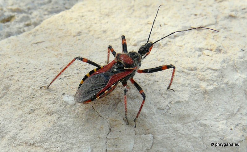 Rhynocoris: quale? Rhynocoris punctiventris di Creta