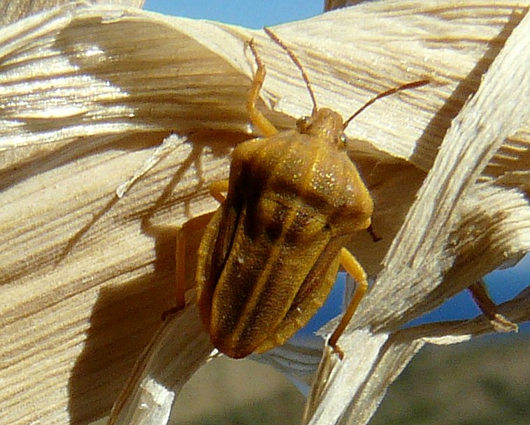 piccolo Pentatomidae?