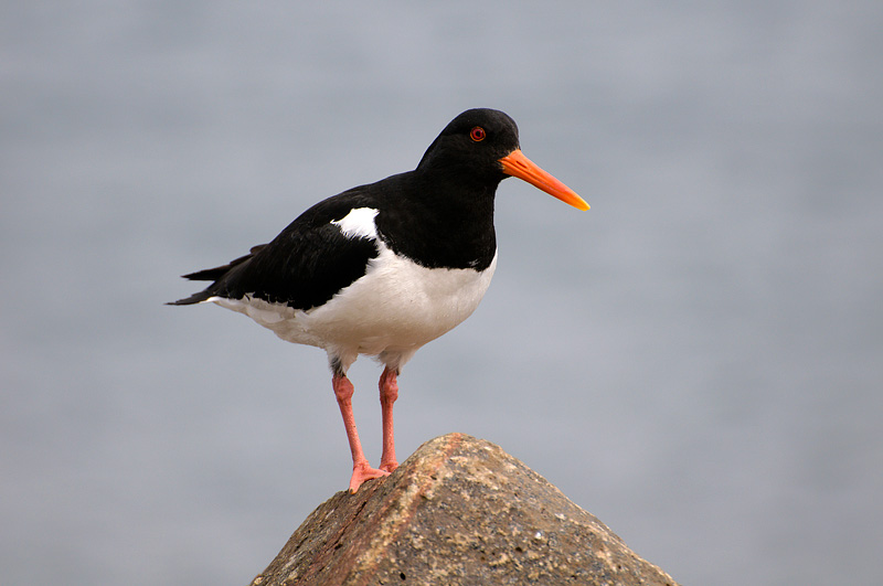 Identificazioni (Islanda - Maggio)